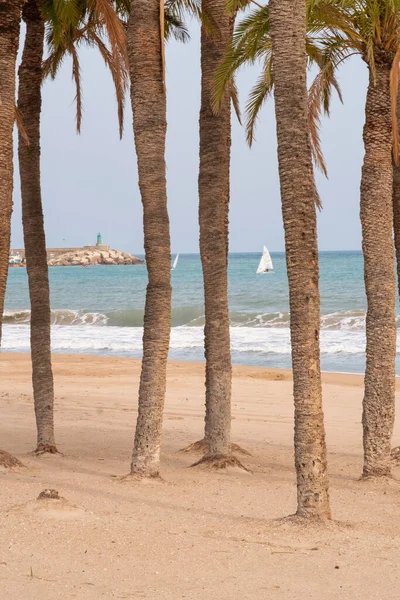 Een Verticaal Schot Van Palmen Zand Tegen Oceaan — Stockfoto