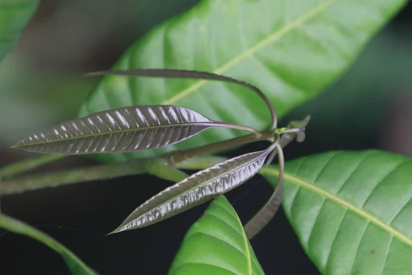 Ένα Κοντινό Πλάνο Από Φύλλα Ενός Νεαρού Δέντρου Μάνγκο Που — Φωτογραφία Αρχείου