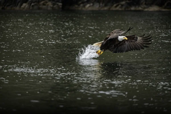 Primer Plano Águila Calva Pleno Vuelo Atrapando Víctima Volando Por —  Fotos de Stock