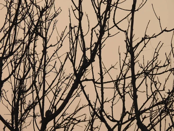 Närbild Silhuett Träd Med Kvällen Himlen Bakgrund — Stockfoto