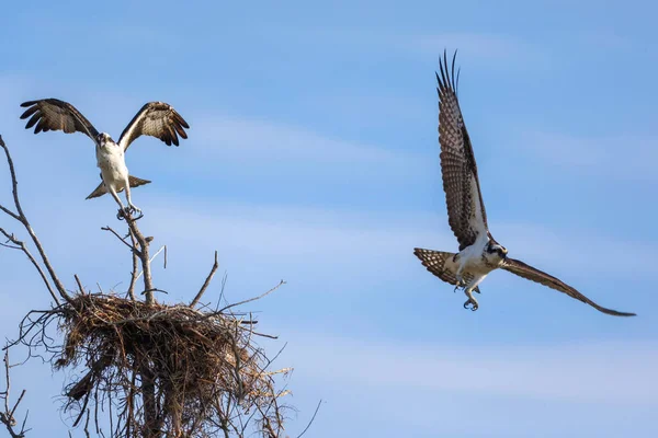 Ein Foto Von Zwei Fischadlern Flug Brutzeit Bradenton Florida — Stockfoto