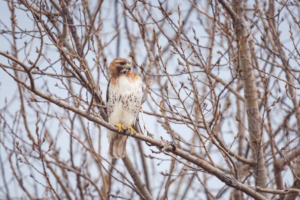 Primer Plano Águila Buzzard Posada Una Rama Árbol Toronto Canadá —  Fotos de Stock
