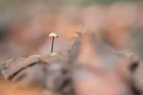 Closeup Shot Tiny Mushroom — Stock Photo, Image