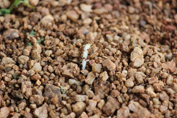 Primer Plano Hormigas Suelo Con Numerosas Piedras Pequeñas — Foto de Stock