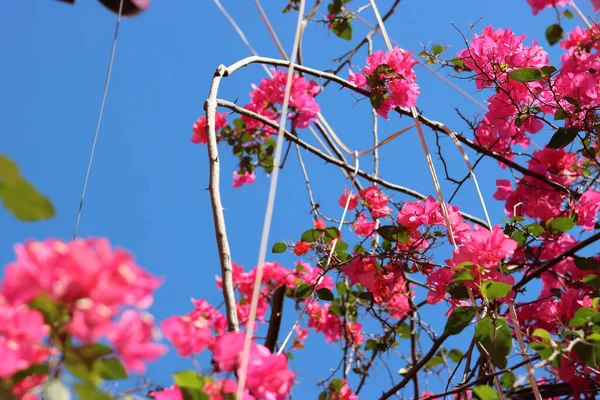 Eine Nahaufnahme Von Schönen Rosa Bougainvillea Glabra Blumen Einem Garten — Stockfoto