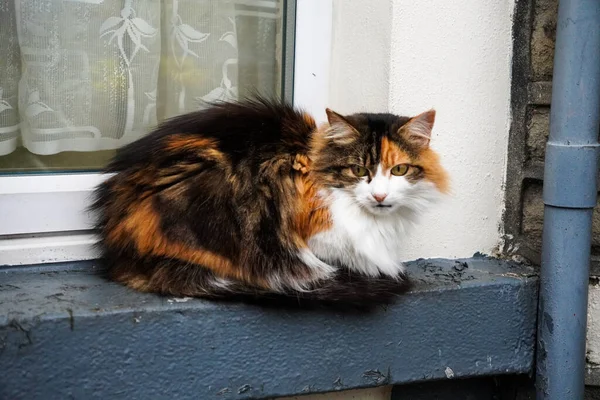 Nahaufnahme Einer Braunen Pelzigen Katze Die Auf Einem Fensterbrett Sitzt — Stockfoto