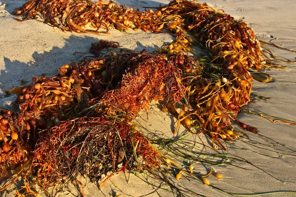 Seaweed Laguna Beach Southern California — Stock Photo, Image
