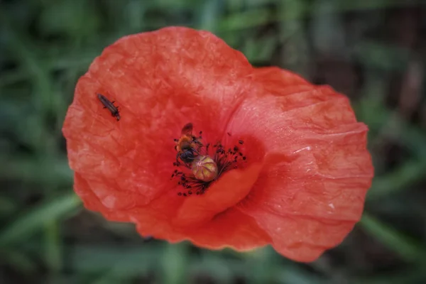 Primer Plano Una Abeja Recogiendo Polen Una Amapola Roja — Foto de Stock