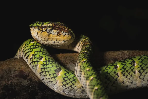 Gros Plan Vipère Wagler Tropidolaemus Wagleri Serpent Sur Tronc Arbre — Photo