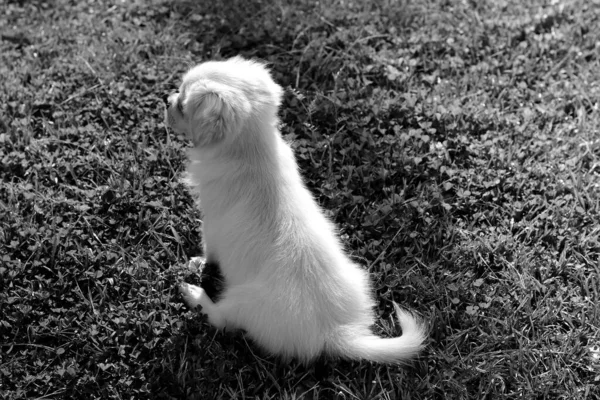 Egy Szürkeárnyalatú Felvétel Egy Aranyos Kiskutyáról Amint Fűben Áll Kertben — Stock Fotó