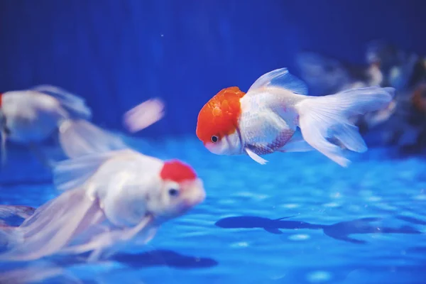 Closeup Shot Small White Aquarium Fishes Orange Part Head Water — Stock Photo, Image