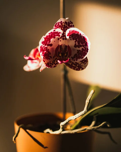 Sebuah Gambar Closeup Dari Bunga Anggrek Yang Indah Dalam Panci — Stok Foto