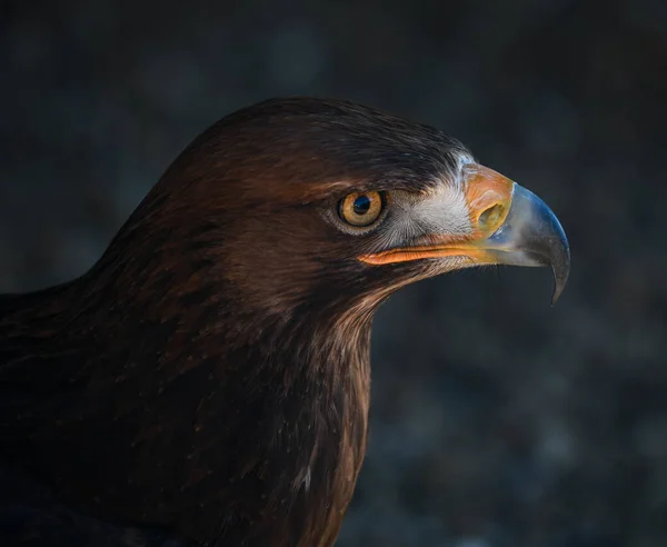 Retrato Águila Dorada Luz Del Sol Brillante Con Fondo Negro —  Fotos de Stock