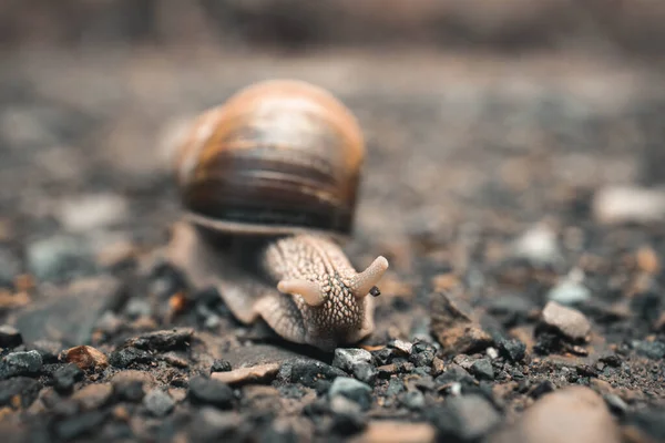 一只蜗牛爬在地板上的特写镜头 — 图库照片