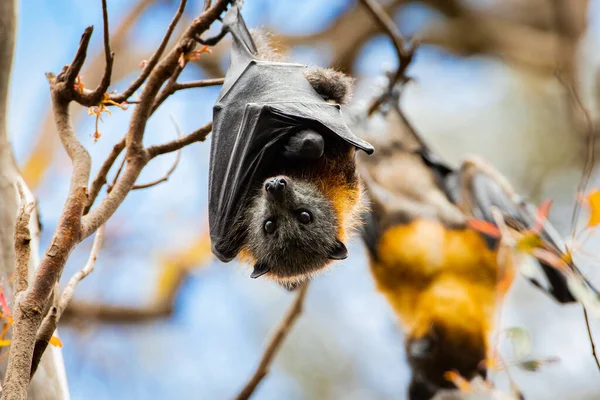 Närbild Bild Fladdermus Hängande Liten Gren Med Suddig Bakgrund — Stockfoto