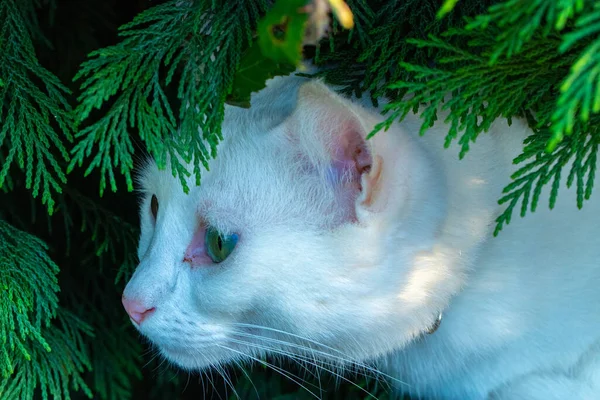 Egy Fehér Macska Közelsége Egy Fenyőfa Ágai Között Berangóban Baszkföldön — Stock Fotó