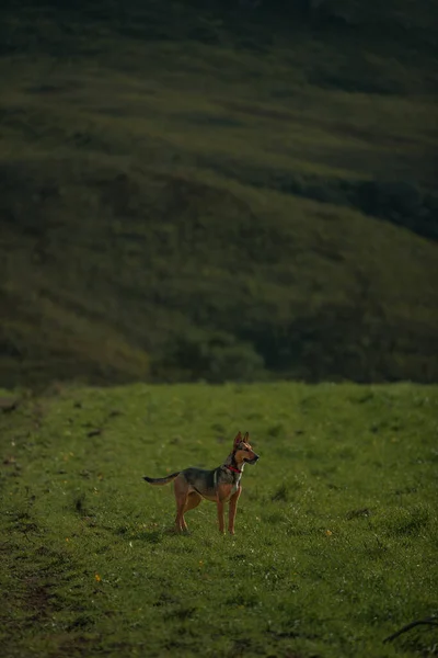 Vertical Shot Dog Large Green Meadow Cape Town — Stock Photo, Image