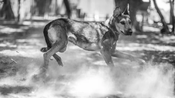 Grayscale Shot Cute Dog Playing Park — Stock Photo, Image