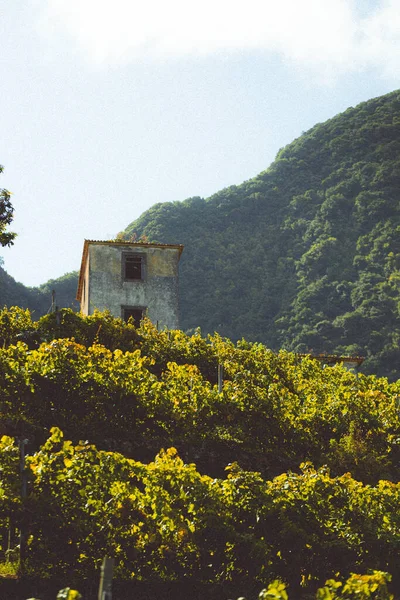 A vertical shot of an abandoned building at the foot of a mountain surrounded by forest