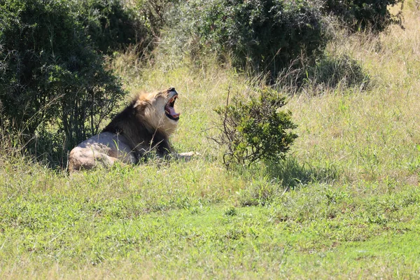 Closeup Lion Laying Grass Safari — Stock Photo, Image