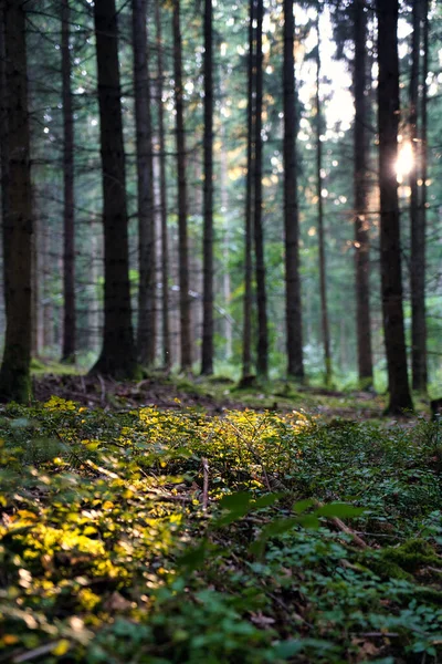 森の中の背の高い木の垂直低角度のショット — ストック写真