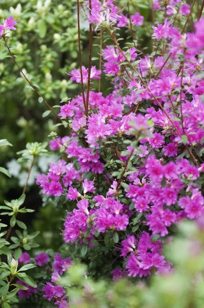 stock image A vertical shot of a garden full of beautiful Azaleas on a bright summer day