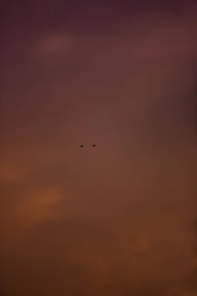 Uçan Kuşlar Siluetiyle Büyüleyici Renkli Bir Günbatımı Görüntüsü — Stok fotoğraf