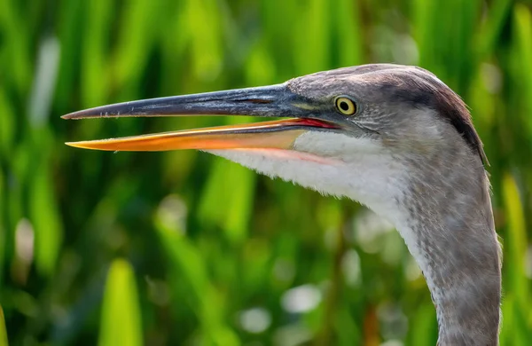 Plan Rapproché Une Tête Héron Gris Dans Fond Flou — Photo