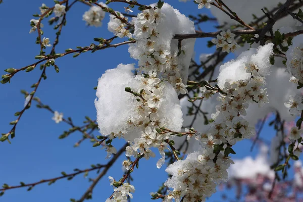Zbliżenie Kwitnącej Wiśni Śniegu — Zdjęcie stockowe