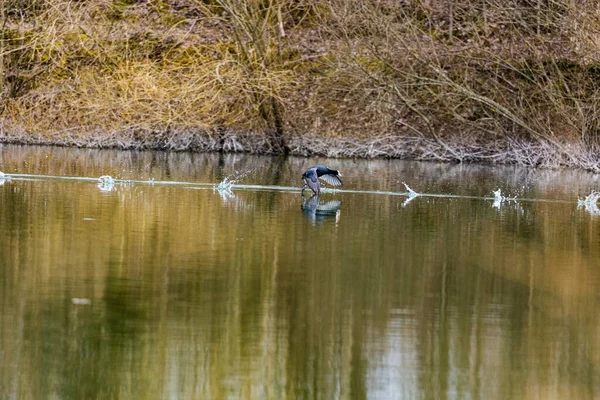 Een Opstekende Kolibrie Waadde Zijn Vleugels Een Rustig Meer Met — Stockfoto