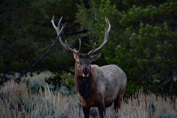 Big Elk Forest Evening — Stock Photo, Image