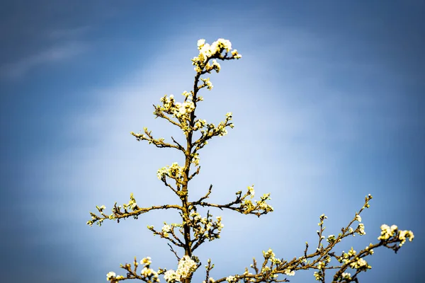 春に庭で成長した芽を持つ開花小枝のクローズアップショット — ストック写真