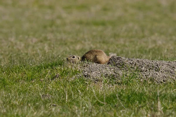 Een Close Schot Europese Grondeekhoorn Knaagdier Zit Het Gras — Stockfoto