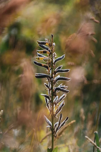 Detailní Záběr Salix Purpurea Poli — Stock fotografie