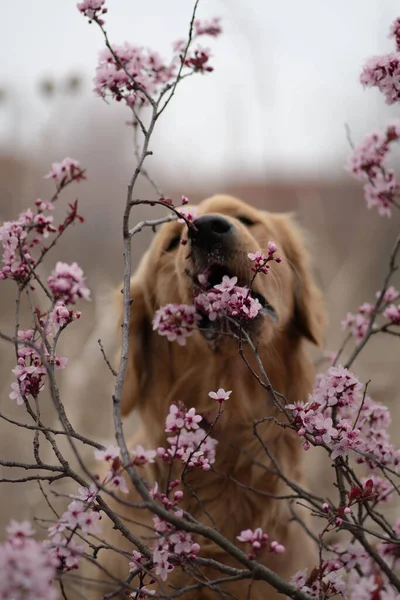 Una Toma Selectiva Enfoque Adorable Perro Golden Retriever Cerca Cerezo —  Fotos de Stock