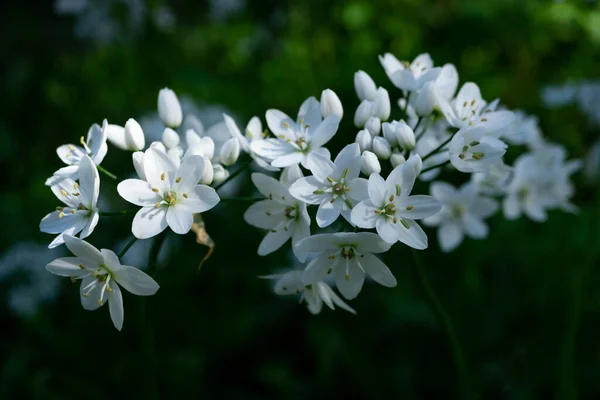 Set White Jasmines Nature Illuminated Sun — 스톡 사진