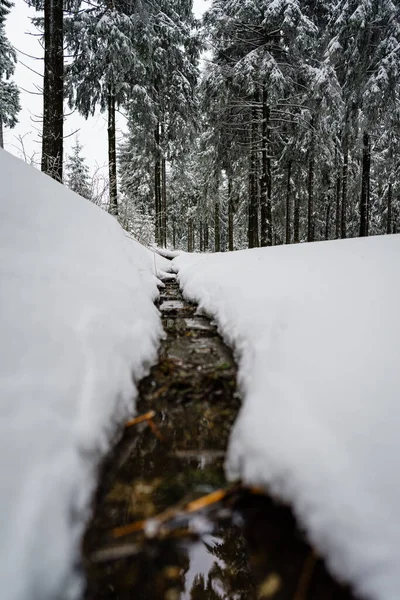 Pequeno Caminho Floresta Abetos Nevados — Fotografia de Stock