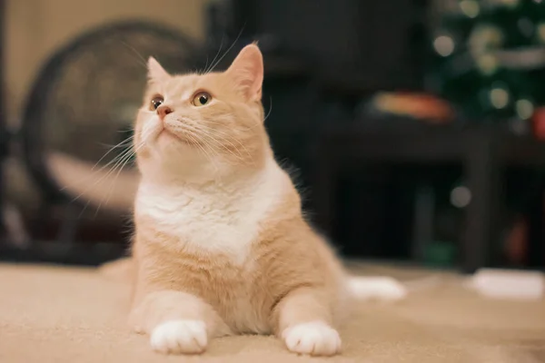 Halıya Uzanmış Bej Renkli Bir Kedisini Yakından Çek — Stok fotoğraf