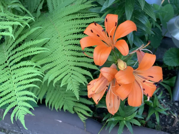 一朵盛开的橙花的特写镜头 — 图库照片