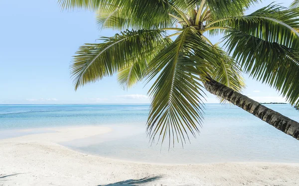 Una Vista Panoramica Una Palma Sulla Spiaggia Sabbia Con Vista — Foto Stock