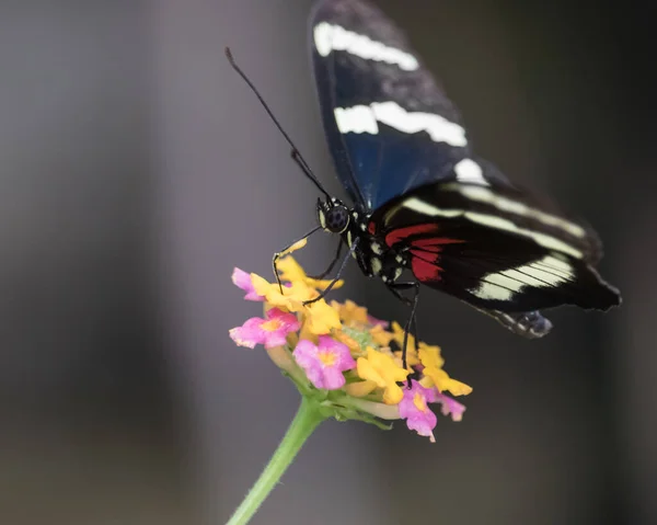 Closeup Heliconius Hewitsoni Butterfly Flower — Stock Photo, Image