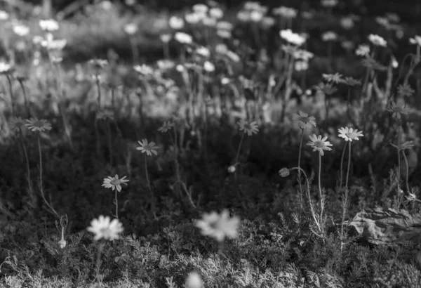 Een Grijsschaal Close Shot Van Wilde Bloemen Madeliefjes Een Veld — Stockfoto