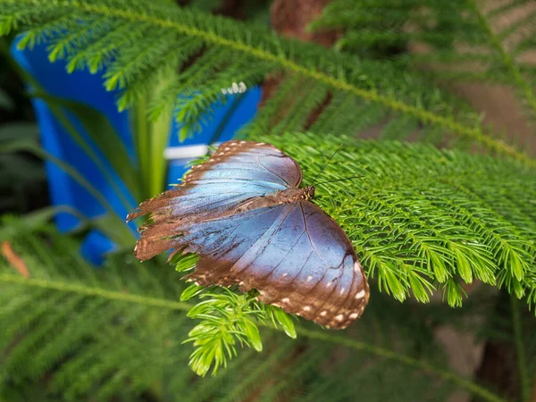 Baharda Yeşil Bir Yaprağın Üzerinde Güzel Bir Mavi Morpho Kelebeğinin — Stok fotoğraf