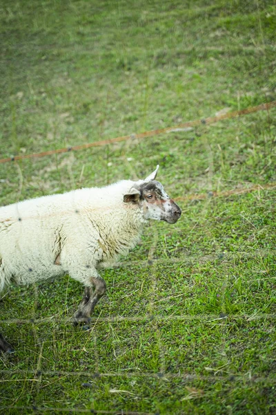 Pionowe Ujęcie Owcy Zielonym Pastwisku — Zdjęcie stockowe