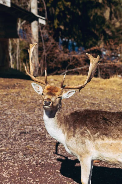 Beautiful Shot European Fallow Deer — Stock Photo, Image