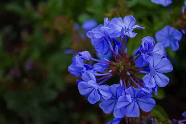 Górne Ujęcie Kwiatu Plumbago Rozmytym Tle — Zdjęcie stockowe