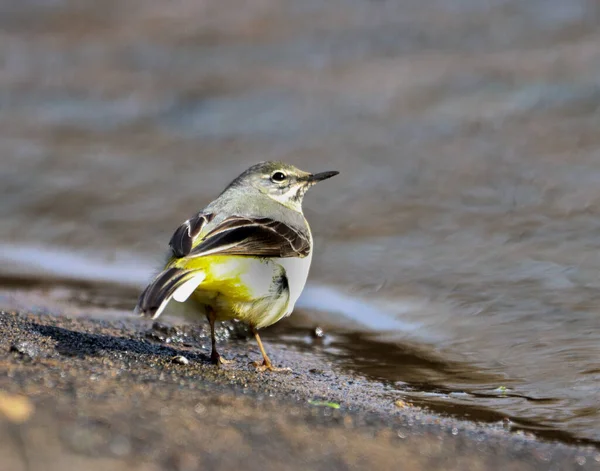 Closeup Shot Gray Wagtail Bird Wet Ground — Stock Photo, Image