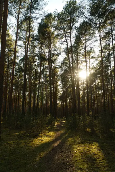 Een Verticaal Schot Van Een Prachtig Woud Een Zonnige Dag — Stockfoto