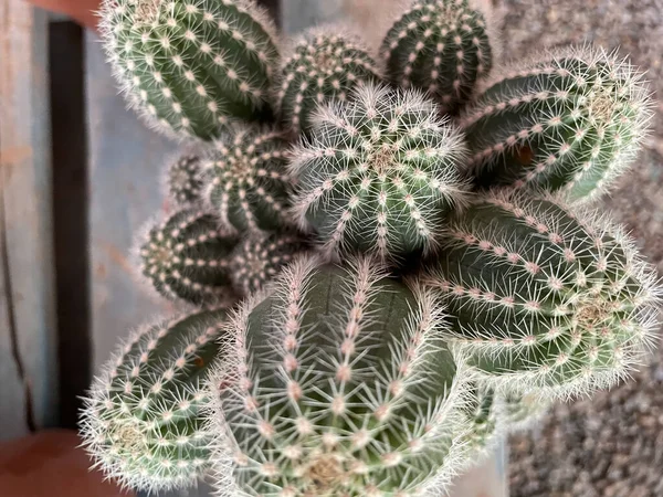 Függőleges Közelkép Egy Kaktusz Növény Éles Tűkkel Glochids — Stock Fotó