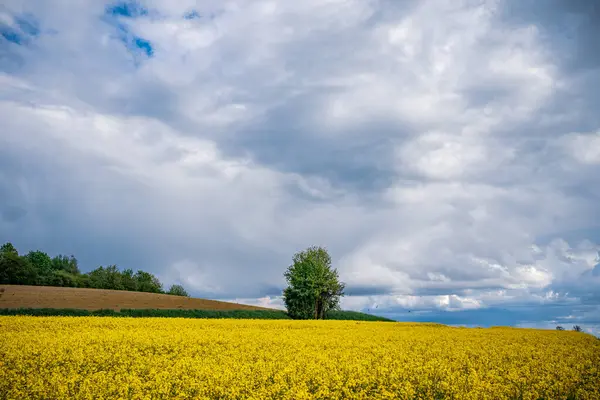 Uma Única Árvore Campo Colza Amarelo Sob Céu Nublado — Fotografia de Stock